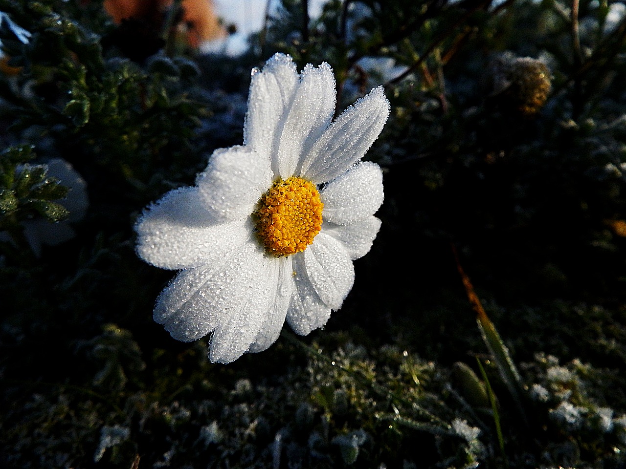 Marguerite, Šaltis, Ledas, Gėlė, Gelis, Žiema, Šaltas, Gamta, Nemokamos Nuotraukos,  Nemokama Licenzija