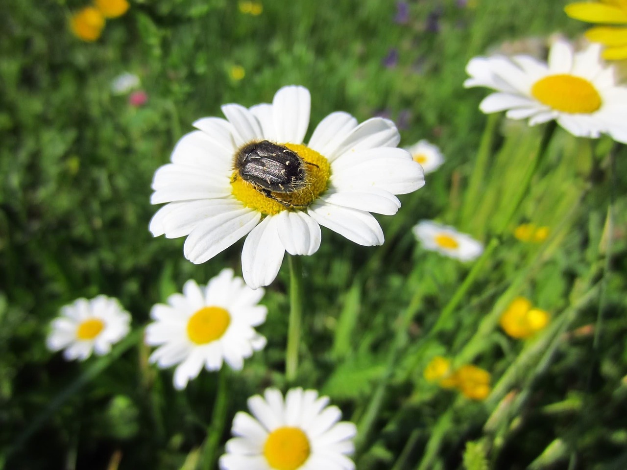 Marguerite, Vabzdys, Žiedas, Žydėti, Nemokamos Nuotraukos,  Nemokama Licenzija