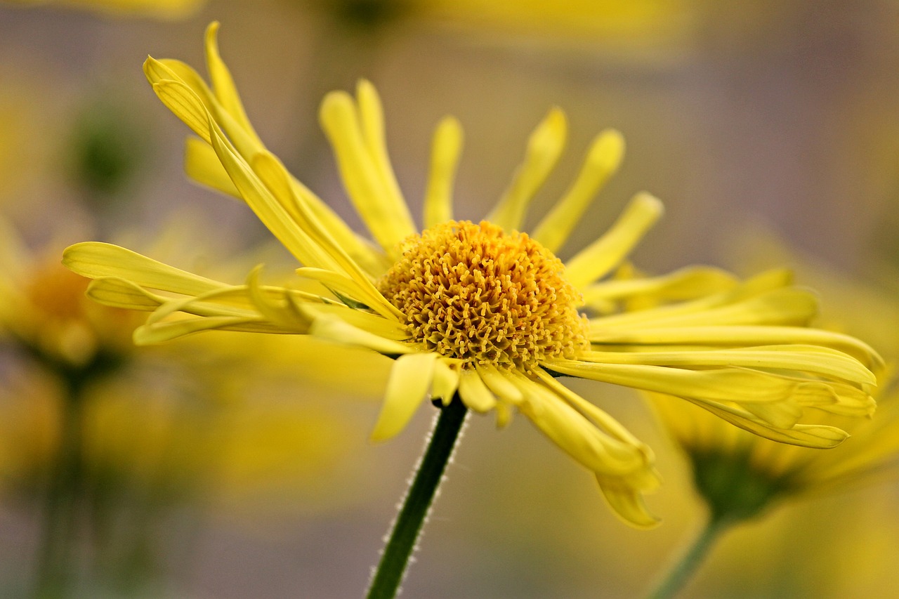 Marguerite, Pavasario Gėlė, Geltona, Žiedas, Žydėti, Pavasaris, Žydėti, Gamta, Gėlė, Augalas