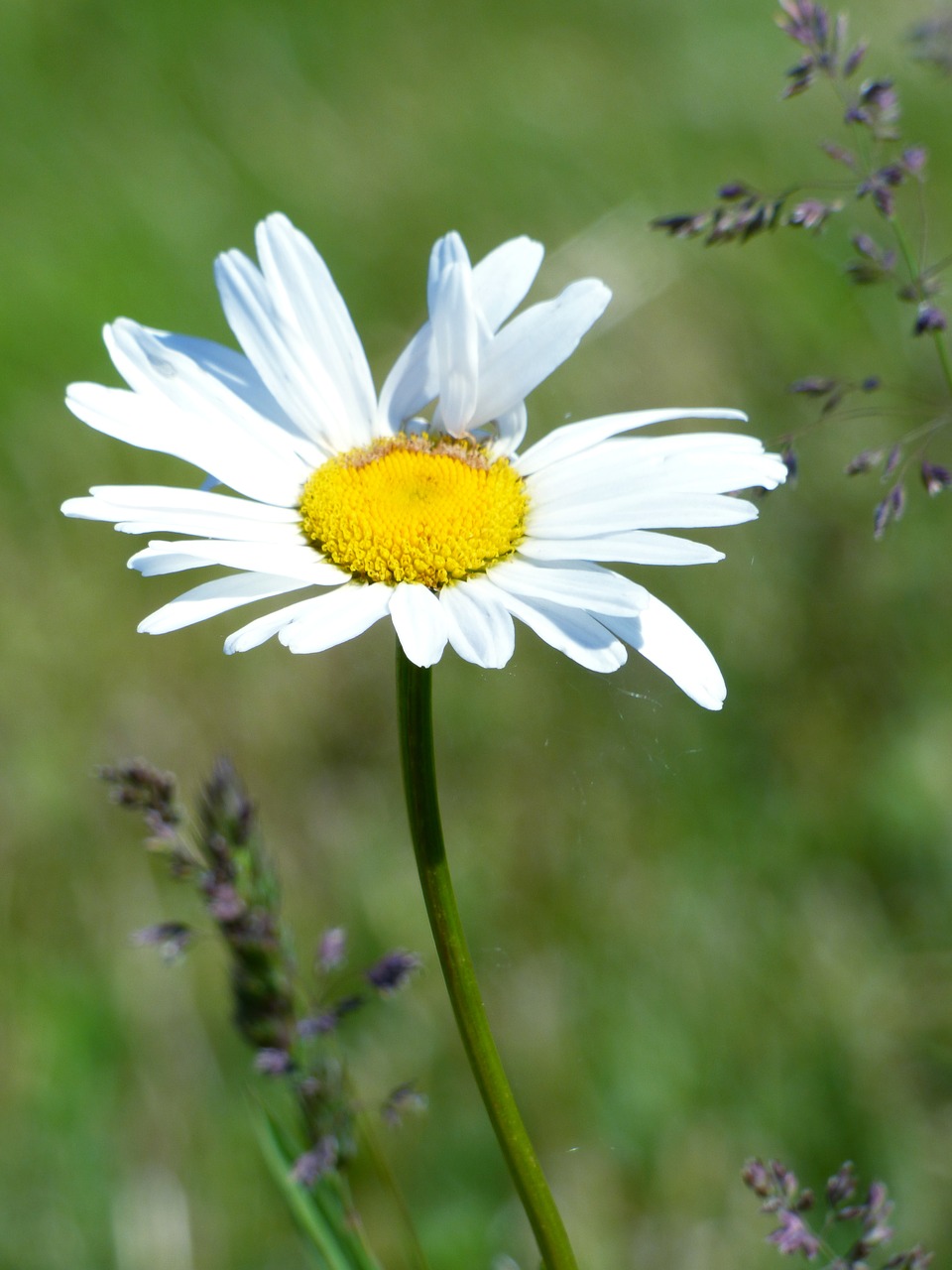 Marguerite, Gėlė, Laukas, Gamta, Geltona, Pavasaris, Žiedlapiai, Nemokamos Nuotraukos,  Nemokama Licenzija