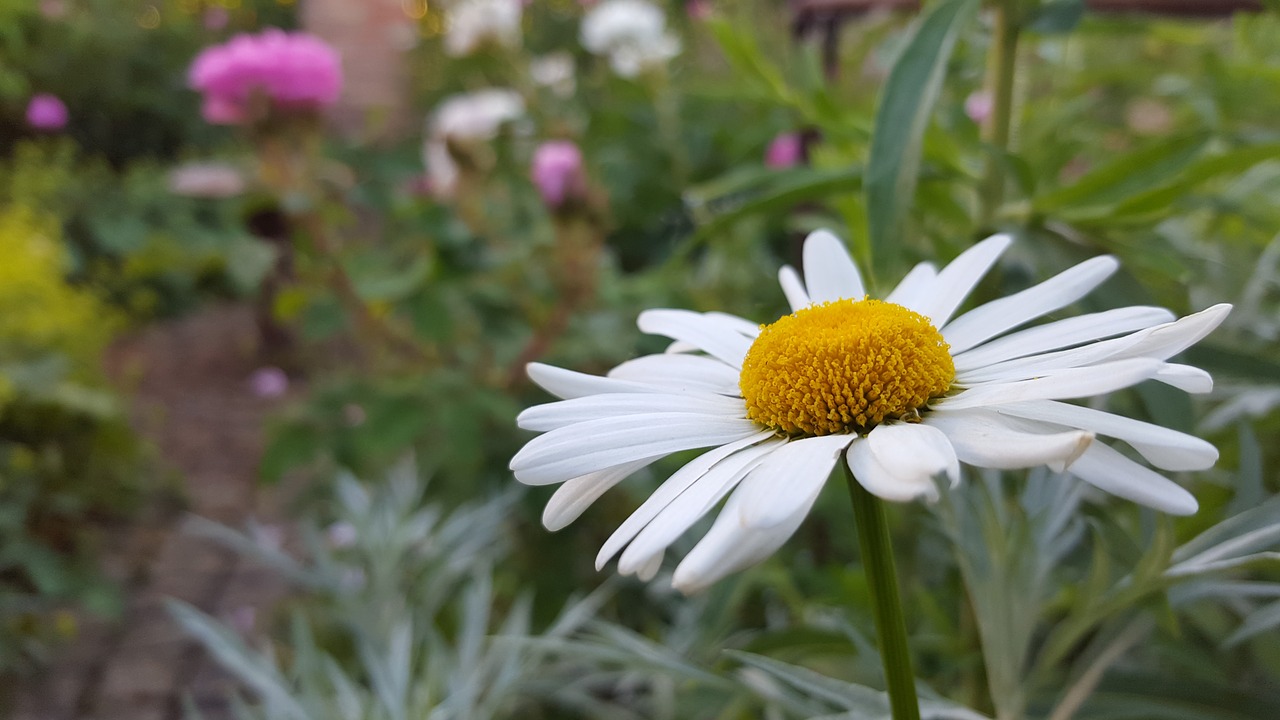 Marguerite, Krūmas, Gėlė, Žiedas, Žydėti, Balta, Gamta, Augalas, Uždaryti, Makro