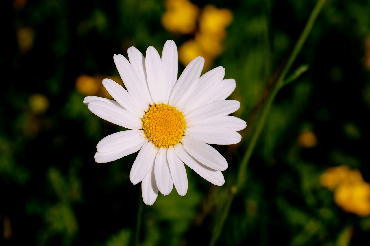 Marguerite, Gėlė, Balta, Žiedas, Žydėti, Pievos Margeritas, Nemokamos Nuotraukos,  Nemokama Licenzija