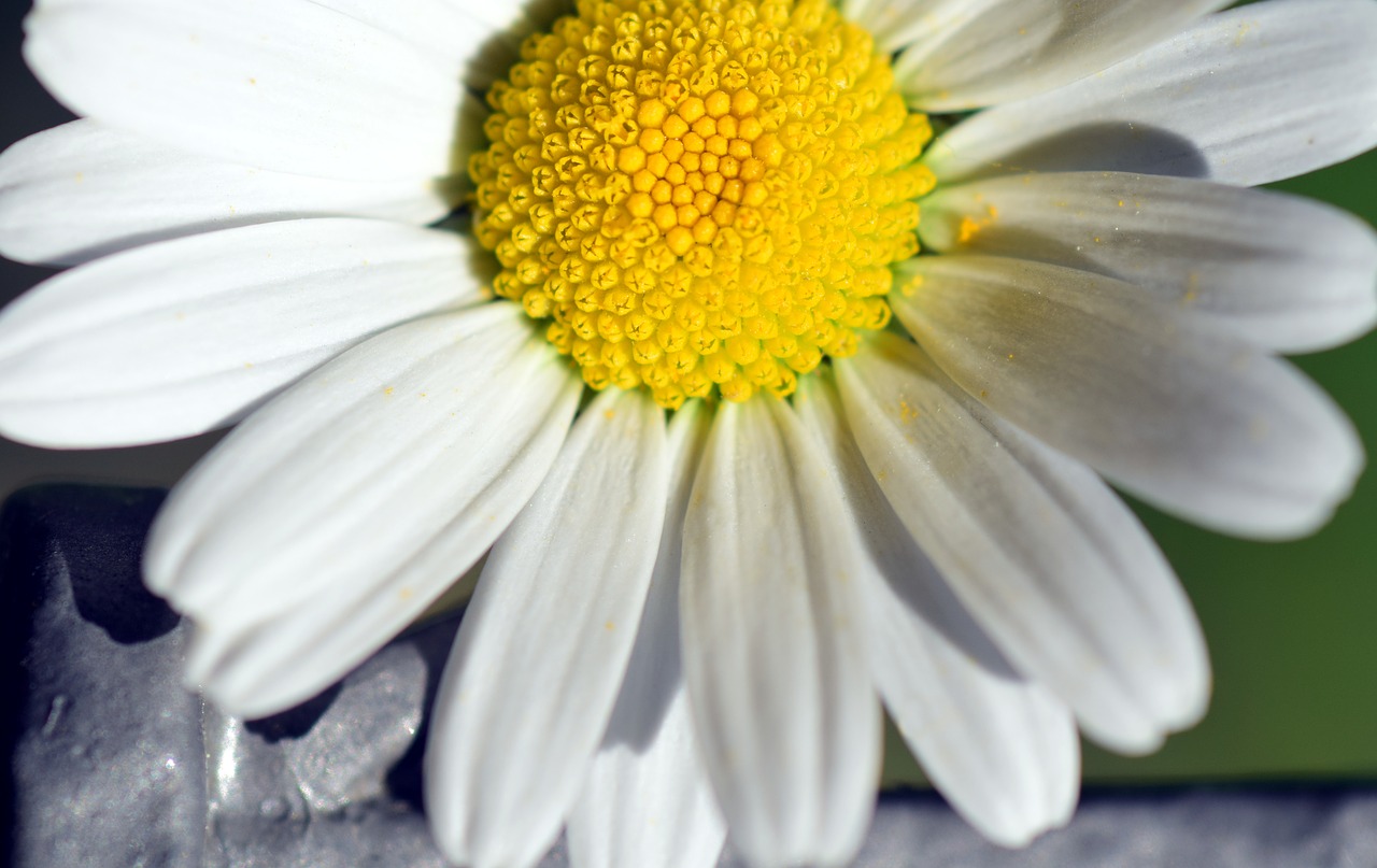 Marguerite, Žiedas, Žydėti, Balta, Gėlė, Gamta, Vasara, Pievos Margeritas, Žydėti, Uždaryti