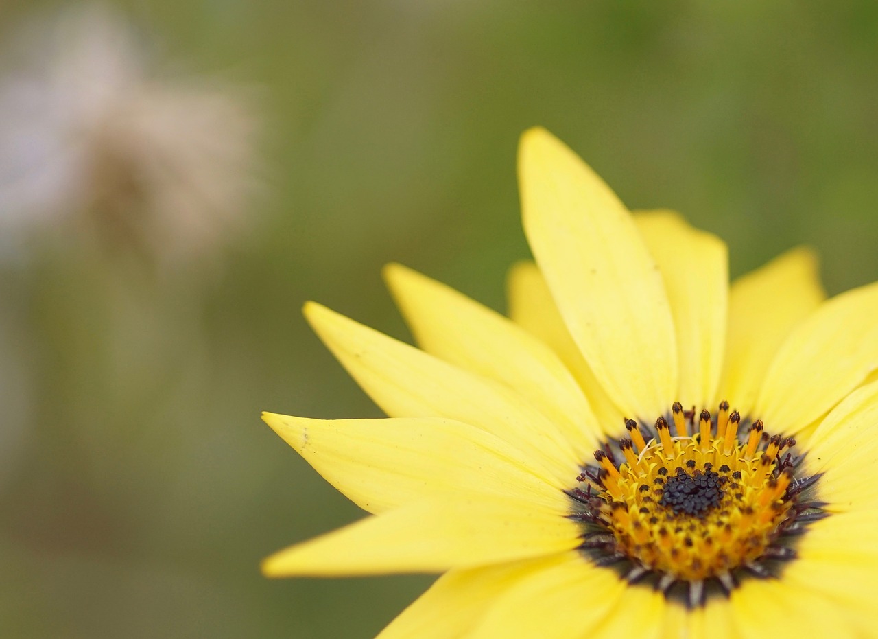 Marguerite, Gėlė, Geltona, Nemokamos Nuotraukos,  Nemokama Licenzija