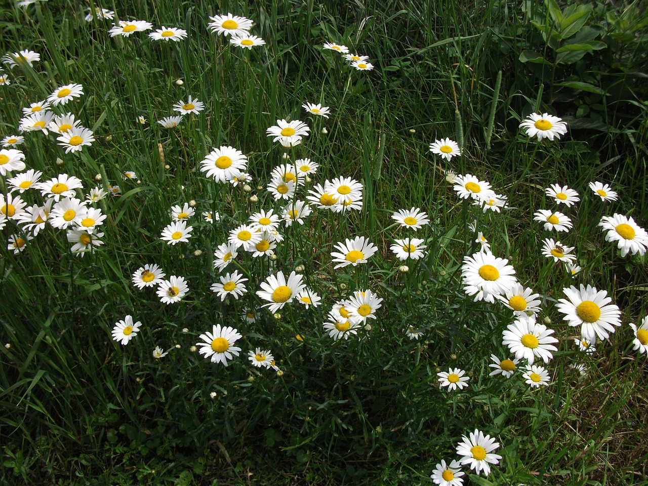 Marguerite, Gamta, Gėlės, Nemokamos Nuotraukos,  Nemokama Licenzija