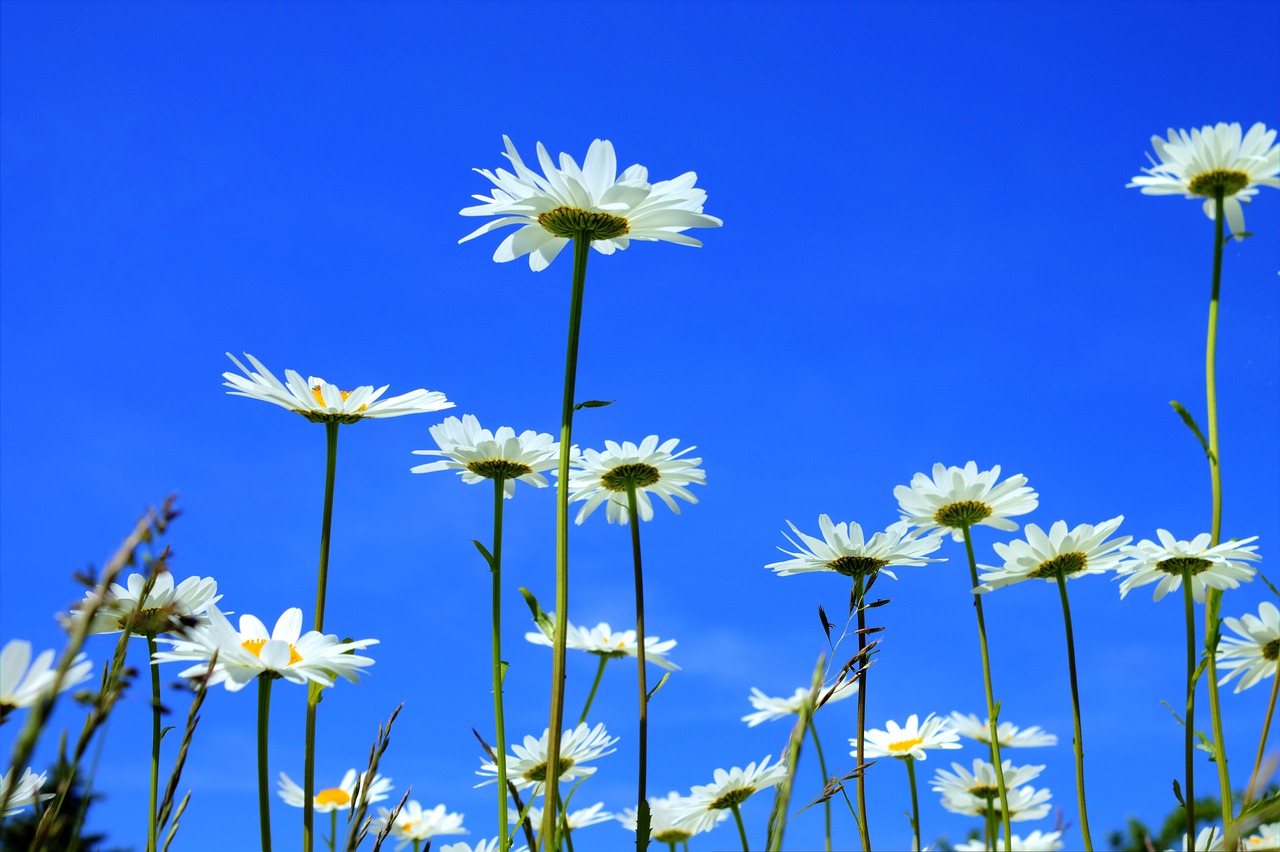 Marguerite, Pievių Maržeritas, Gėlė, Žydėti, Augalas, Balta, Geltona, Pavasaris, Žiedlapiai, Vasara