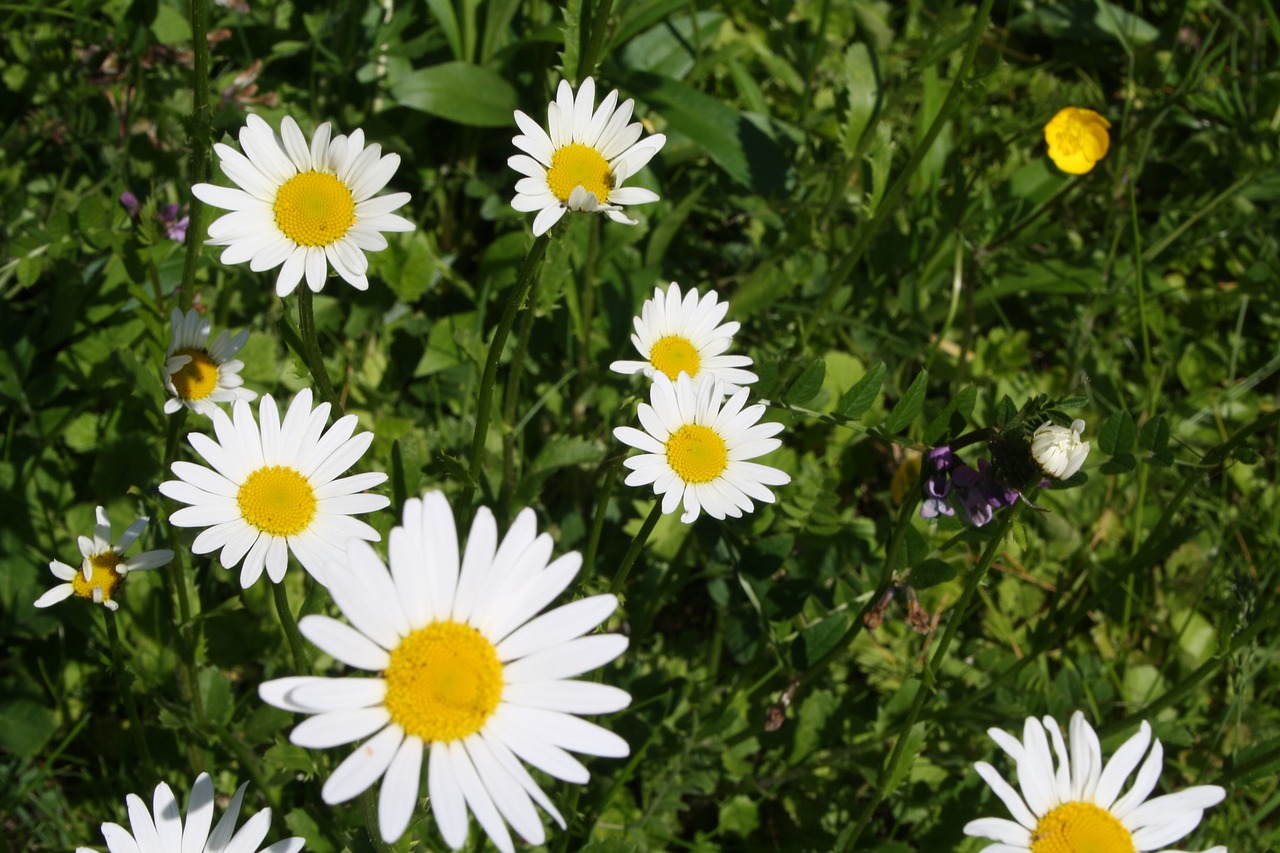 Marguerite, Gėlė, Pavasaris, Nemokamos Nuotraukos,  Nemokama Licenzija