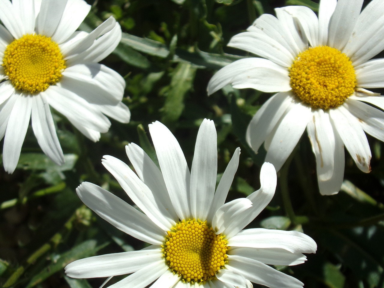 Marguerite, Gėlė, Gamta, Sodas, Žiedlapiai, Nemokamos Nuotraukos,  Nemokama Licenzija