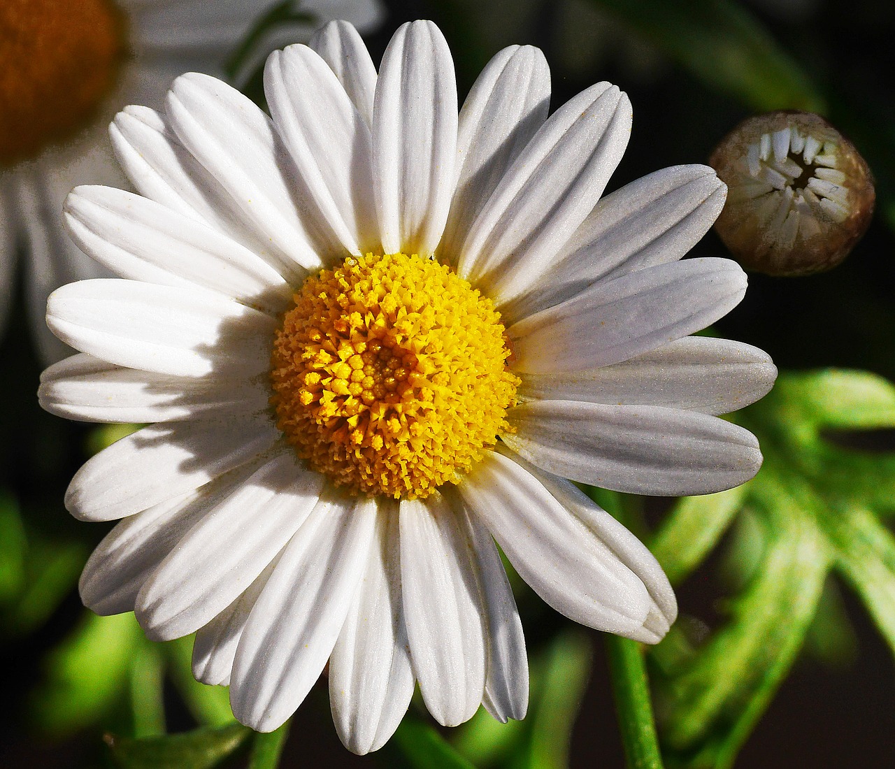 Marguerite,  Žiedas,  Žydi,  Baltos Spalvos,  Geltona,  Bud,  Pobūdį,  Augalų,  Gėlė,  Vasara