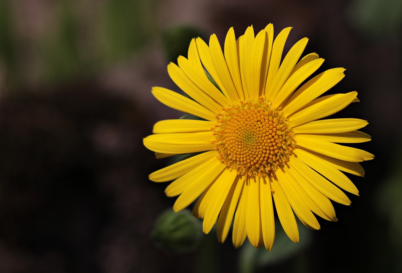 Marguerite,  Gėlė,  Argyranthemum Frutescens,  Augalų,  Žiedas,  Žydi,  Žydi,  Floros,  Dekoratyvinis Augalas,  Gražus