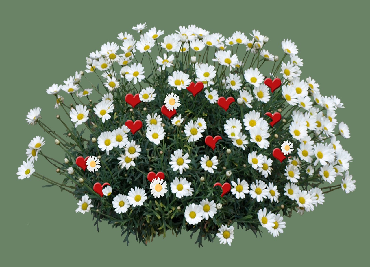 Marguerite,  Gėlės,  Žiedas,  Žydi,  Baltos Spalvos,  Augalų,  Pobūdį,  Vasara,  Žydi,  Balta Gėlė