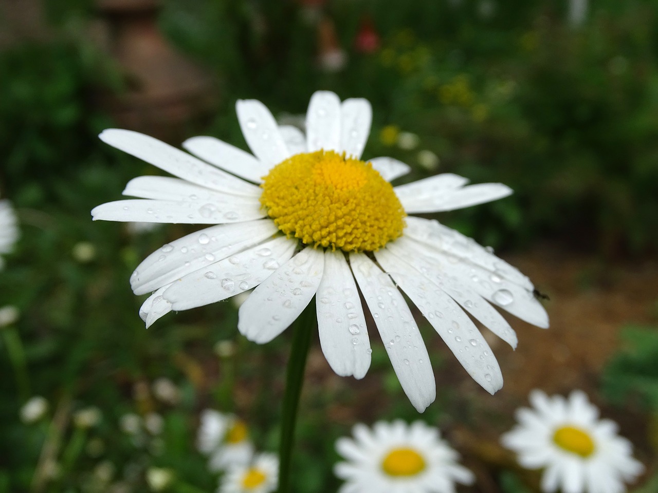 Marguerite,  Lietaus Lašas,  Laukinių Ramunės,  Daisy Augalų,  Graži Gėlė,  Lašas Vandens, Nemokamos Nuotraukos,  Nemokama Licenzija