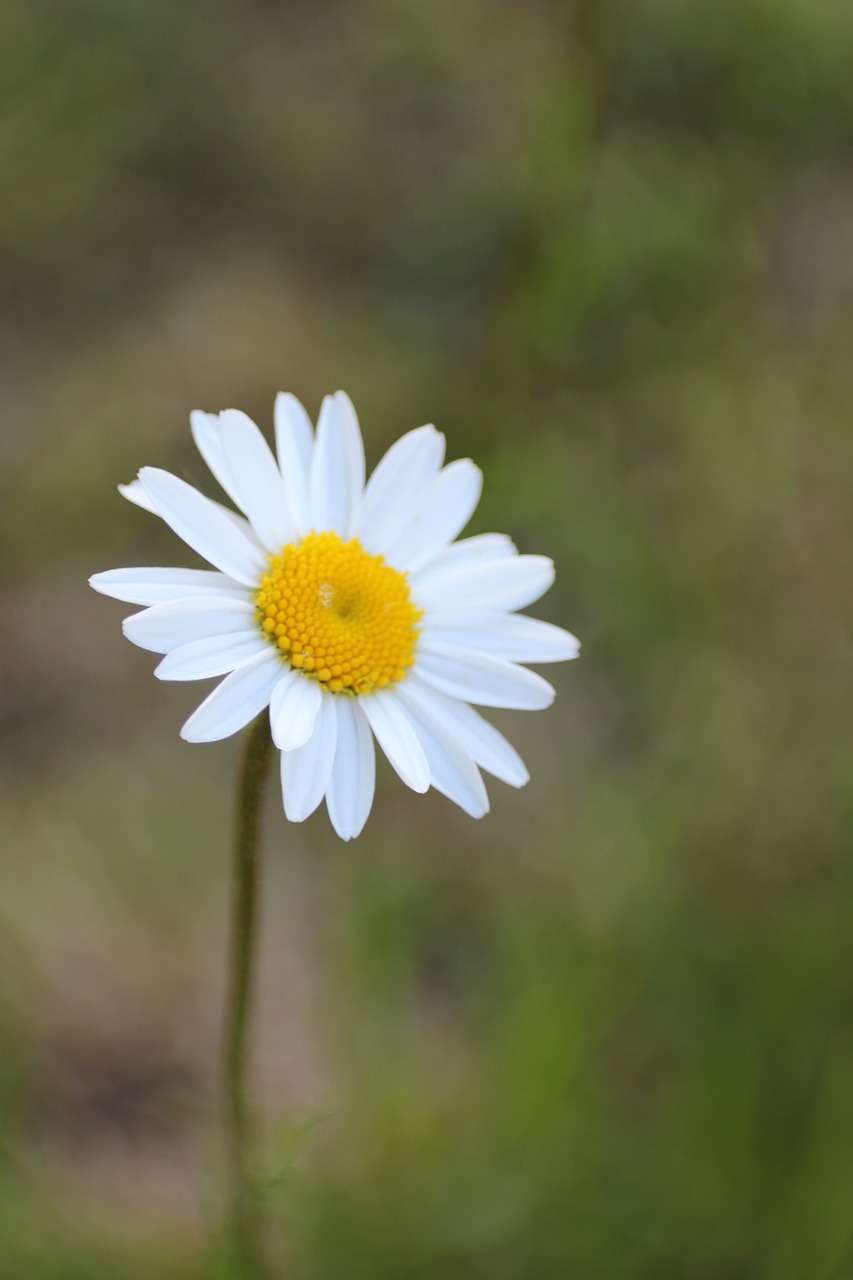 Marguerite,  Meadow,  Pieva Margerite,  Baltos Spalvos,  Žiedas,  Žydi,  Gėlė,  Augalų,  Gamta, Nemokamos Nuotraukos