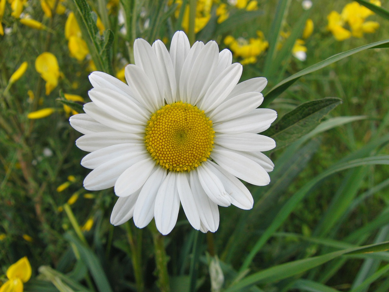 Marguerite, Daisy, Geltona Balta, Žydėti, Žiedas, Žydėti, Augalas, Pistil, Pavasario Gėlė, Geltona