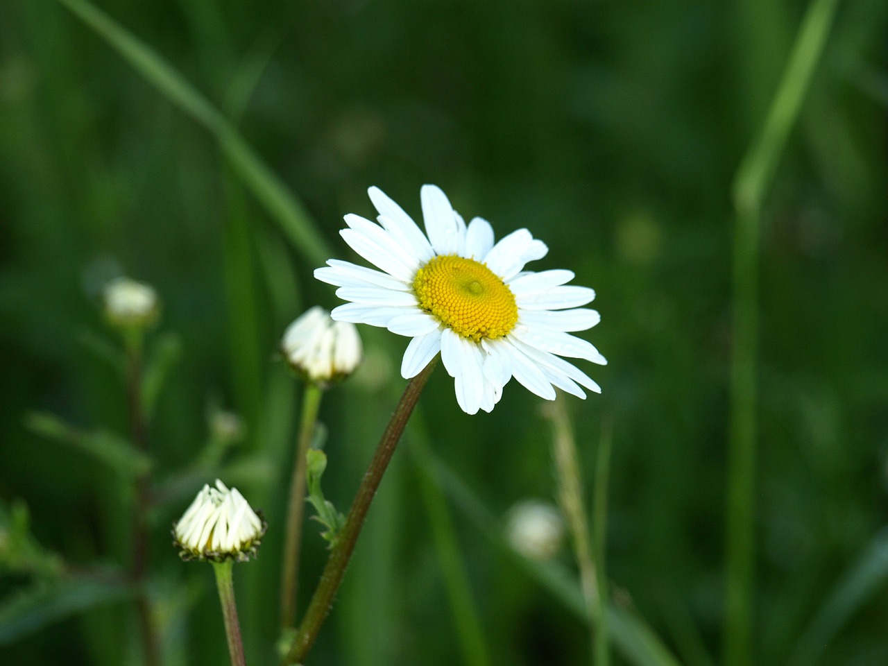 Marguerite, Balta, Žiedas, Žydėti, Gėlė, Aštraus Gėlė, Nemokamos Nuotraukos,  Nemokama Licenzija