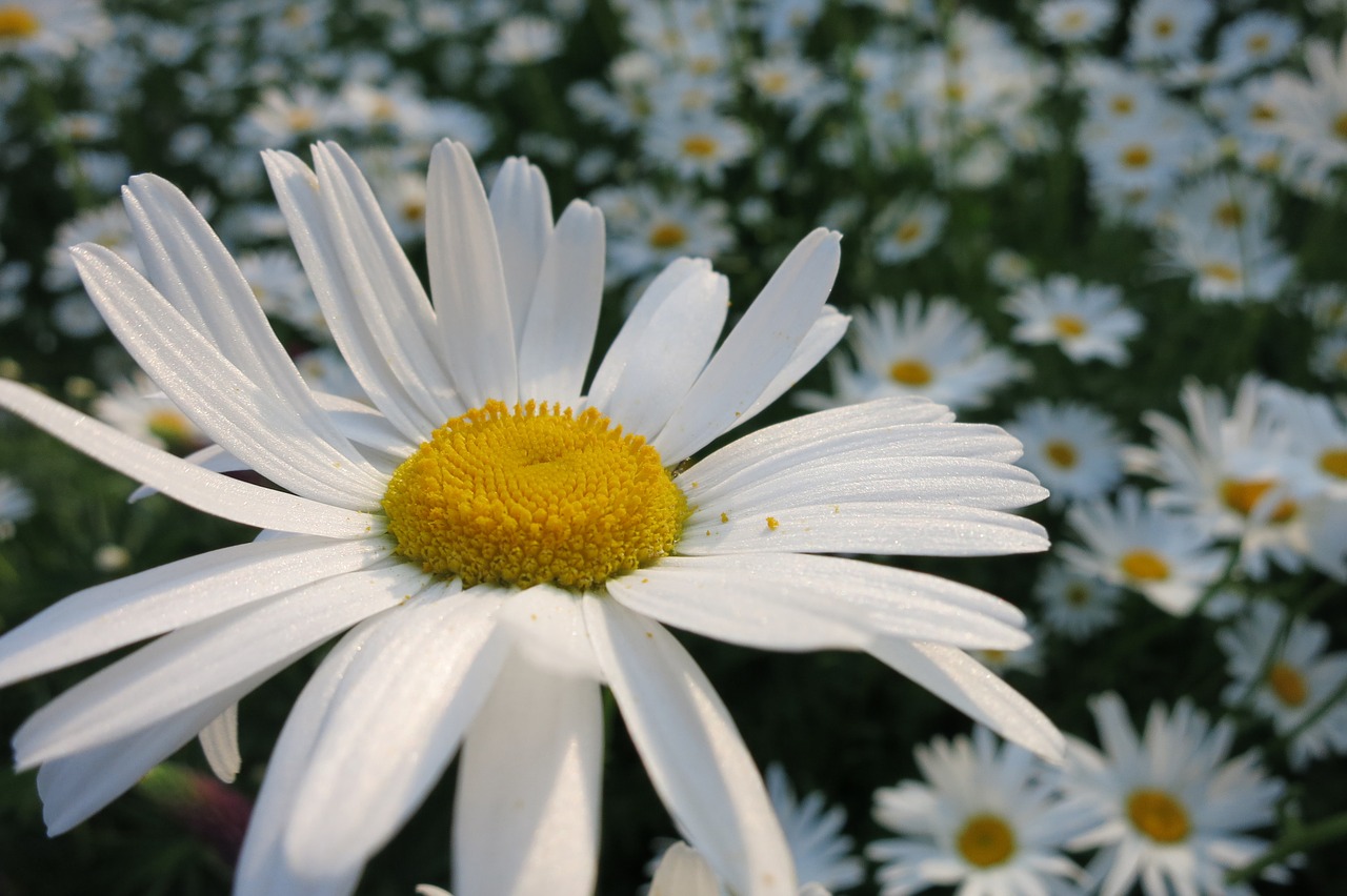 Marguerite,  Žiedadulkės,  Geltona Širdies,  Žiedlapiai,  Žydėjimo,  Balta Gėlė,  Pašarų,  Baltos Gėlės, Nemokamos Nuotraukos,  Nemokama Licenzija