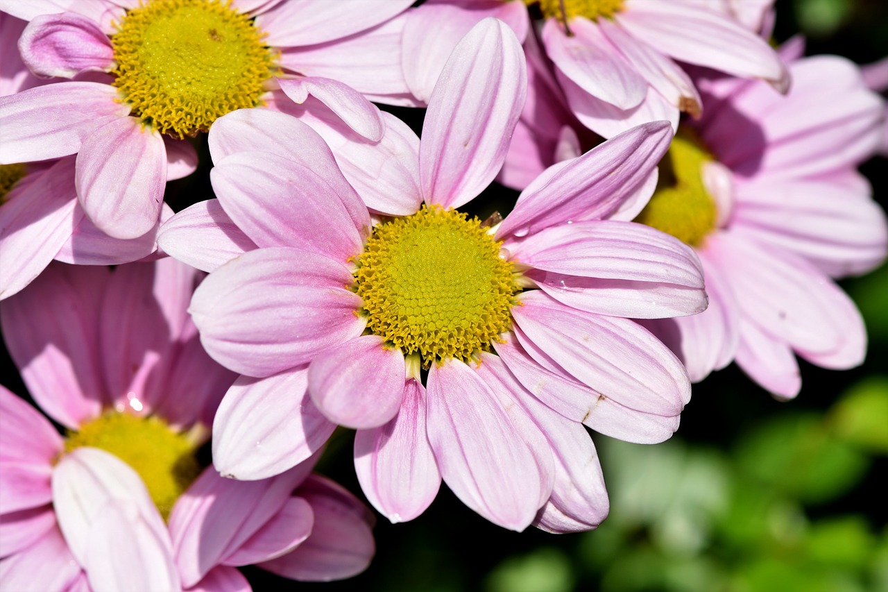 Marguerite,  Medis Daisy,  Dekoratyvinis Augalas,  Dimorphotheca Ecklonis,  Gėlė,  Žiedas,  Žydi,  Žydi,  Augalų,  Floros