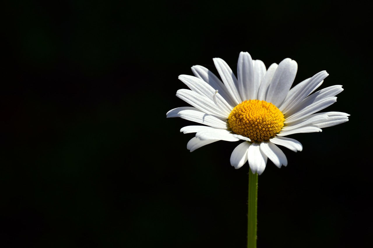 Marguerite,  Baltos Spalvos,  Pieva Margerite,  Gėlė,  Iš Arti,  Balta Gėlė,  Žinoma,  Vasara,  Bičių Žiedadulkes,  Žiedas