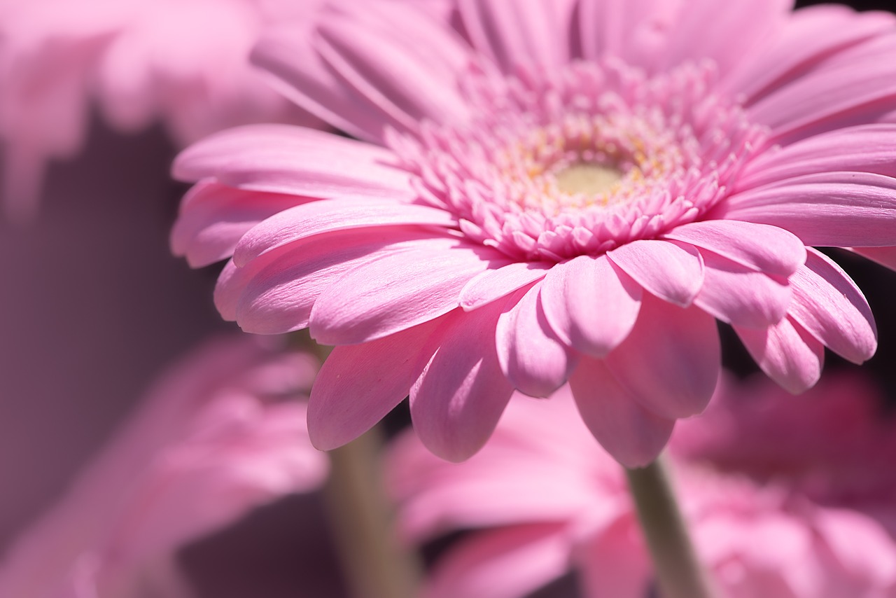 Marguerite,  Rožinis,  Rožinės Saulutės,  Gėlė,  Rožinė Gėlė,  Žiedas,  Žydi,  Iš Arti,  Žydi,  Schnittblume