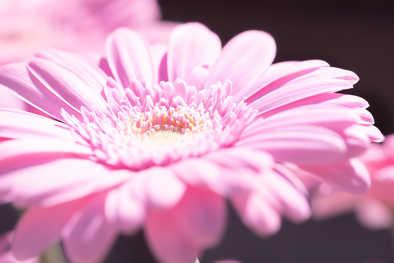 Marguerite,  Rožinis,  Rožinė Daisy,  Gėlė,  Rožinė Gėlė,  Žiedas,  Žydi,  Žiedlapiai,  Piestelė,  Iš Arti