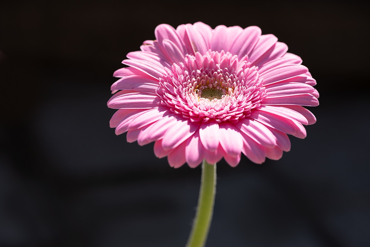 Marguerite,  Rožinis,  Rožinė Daisy,  Žiedas,  Žydi,  Rožinė Gėlė,  Gėlė,  Tamsus,  Pobūdį,  Schnittblume