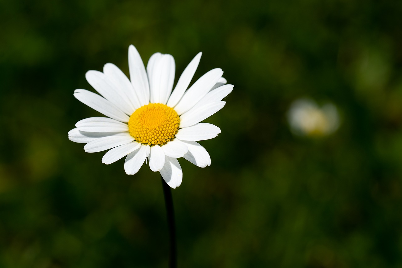 Marguerite,  Gėlė,  Baltos Spalvos,  Balta Gėlė,  Smailu Gėlių,  Laukinių Gėlių,  Pobūdį,  Floros,  Iš Arti, Nemokamos Nuotraukos