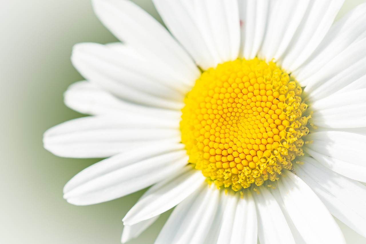 Marguerite,  Gėlė,  Baltos Spalvos,  Balta Gėlė,  Žiedas,  Žydi,  Baltas Žiedas,  Žiedlapiai,  Piestelė,  Pobūdį