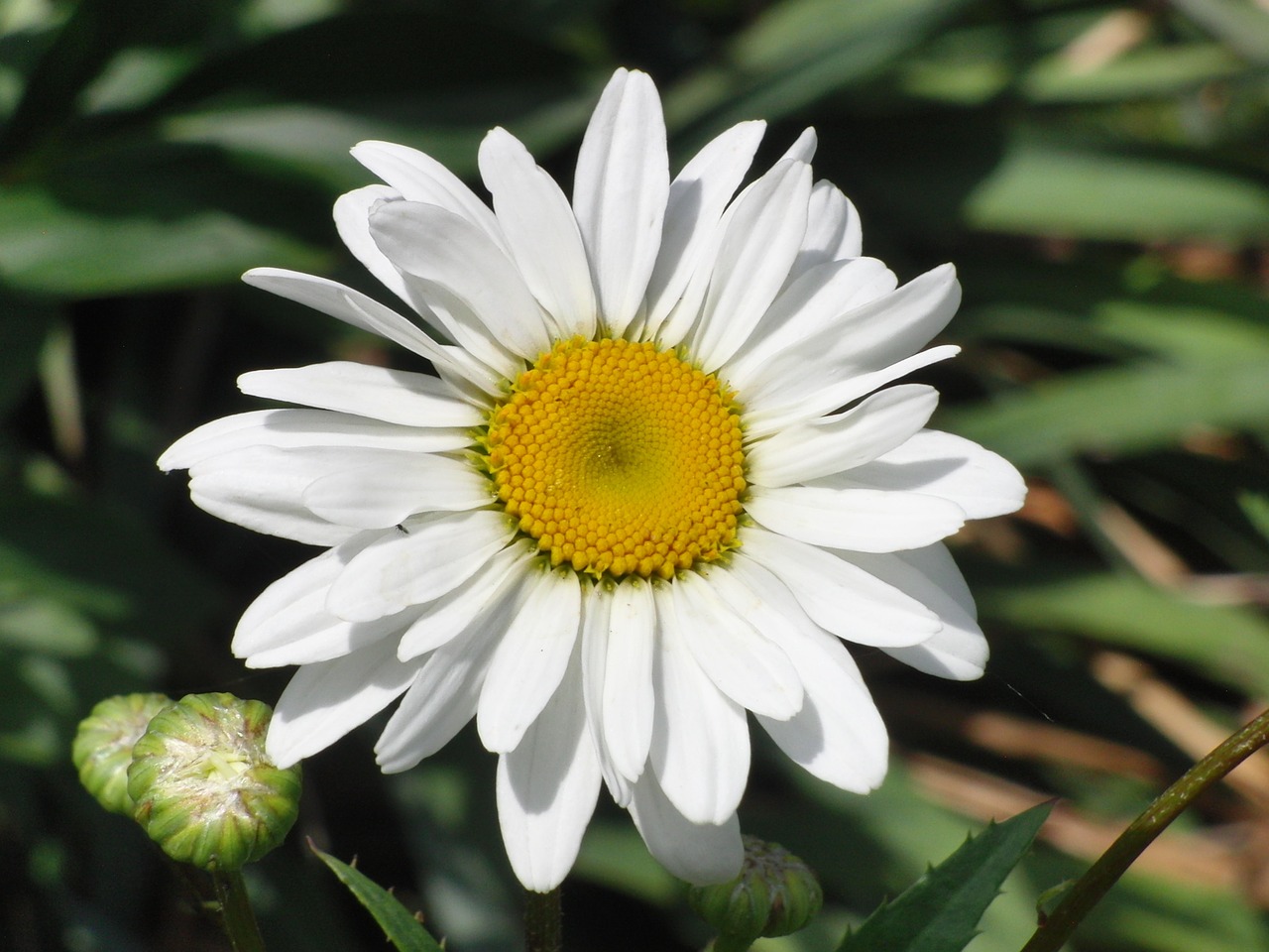 Marguerite, Gėlė, Žiedas, Žydėti, Augalas, Gamta, Sodas, Balta, Geltona, Nemokamos Nuotraukos