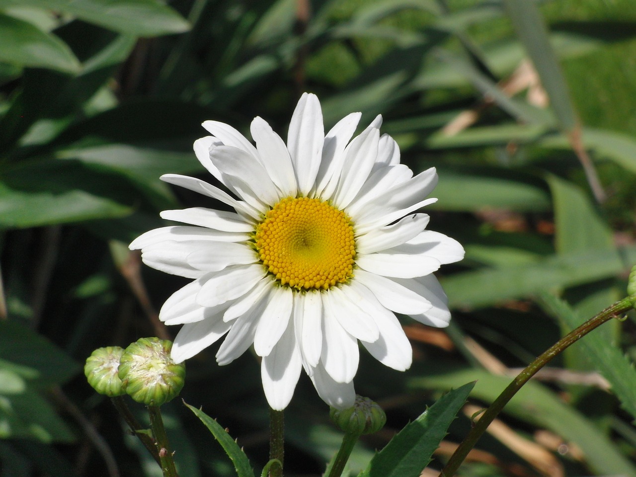 Marguerite, Gėlė, Žiedas, Žydėti, Augalas, Gamta, Sodas, Balta, Geltona, Nemokamos Nuotraukos