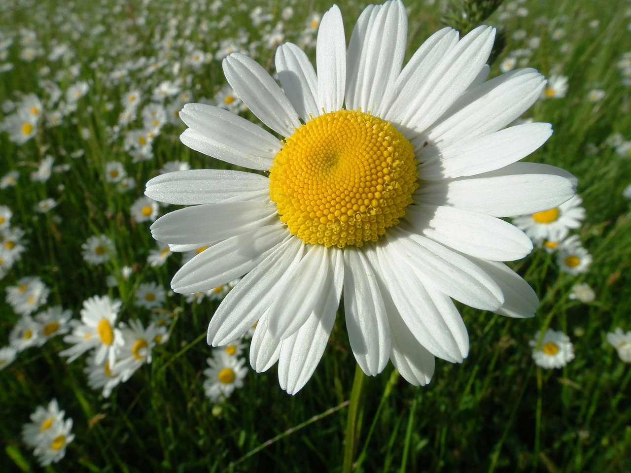 Marguerite, Gėlė, Žydėti, Žiedas, Žydėti, Gamta, Augalas, Balta, Žalias, Vasara