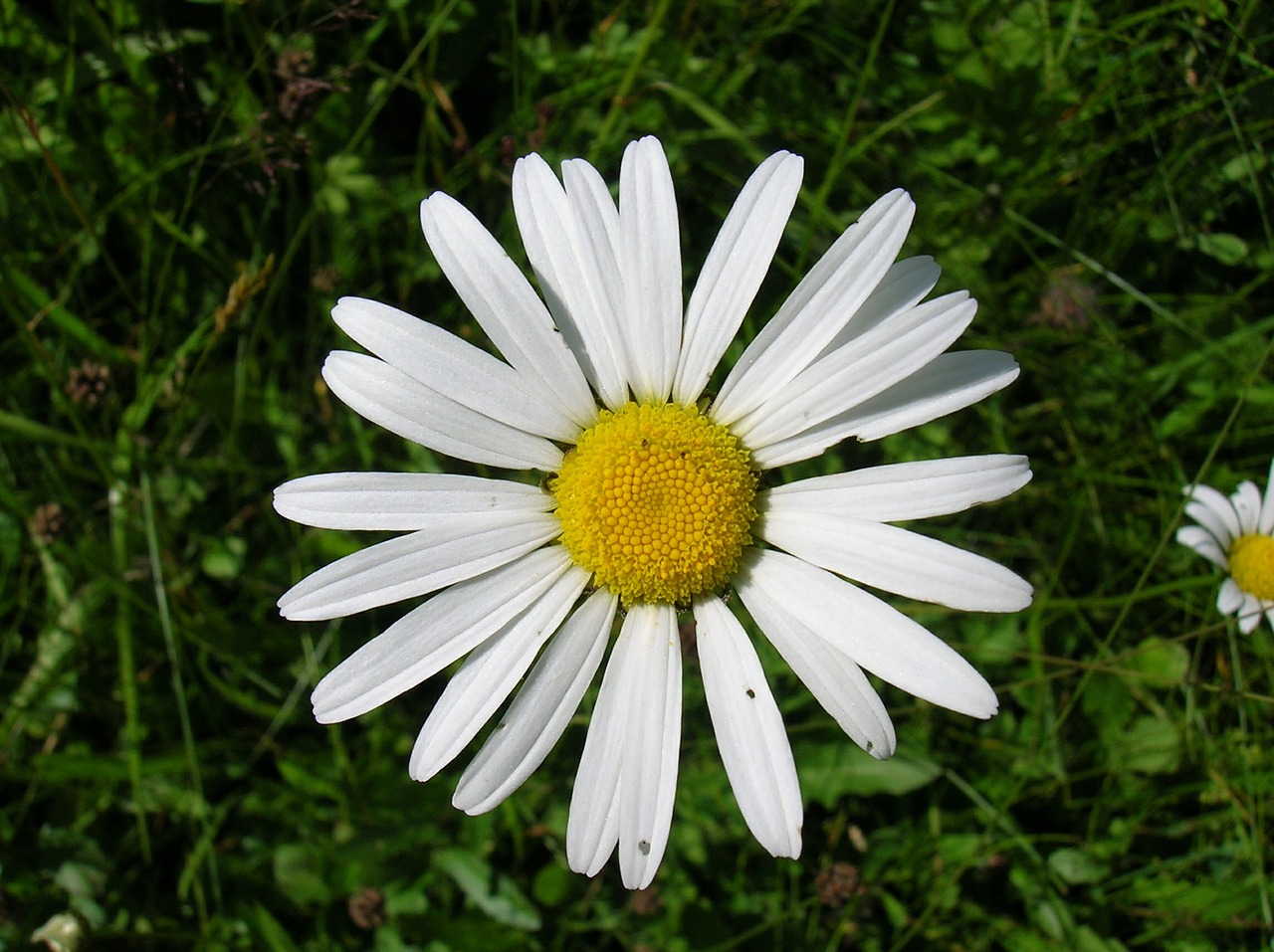 Marguerite, Daisy, Gėlė, Gėlės, Nemokamos Nuotraukos,  Nemokama Licenzija