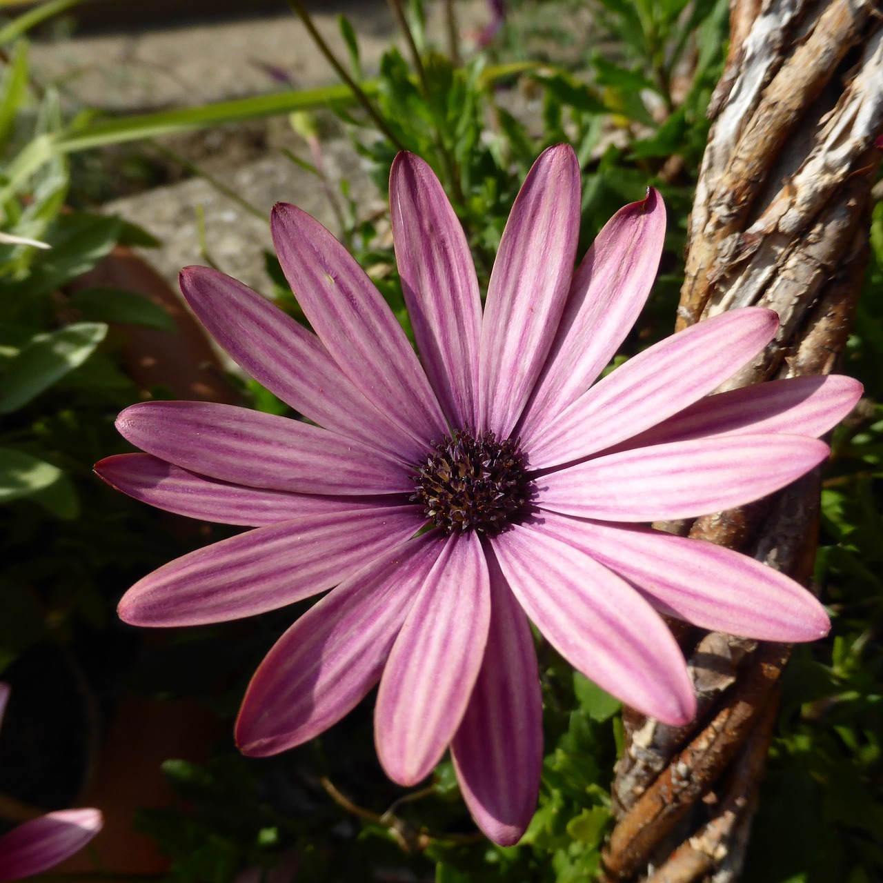 Marguerite, Gėlė, Žiedas, Žydėti, Augalas, Gamta, Konteinerių Gamykla, Rožinis, Violetinė, Nemokamos Nuotraukos