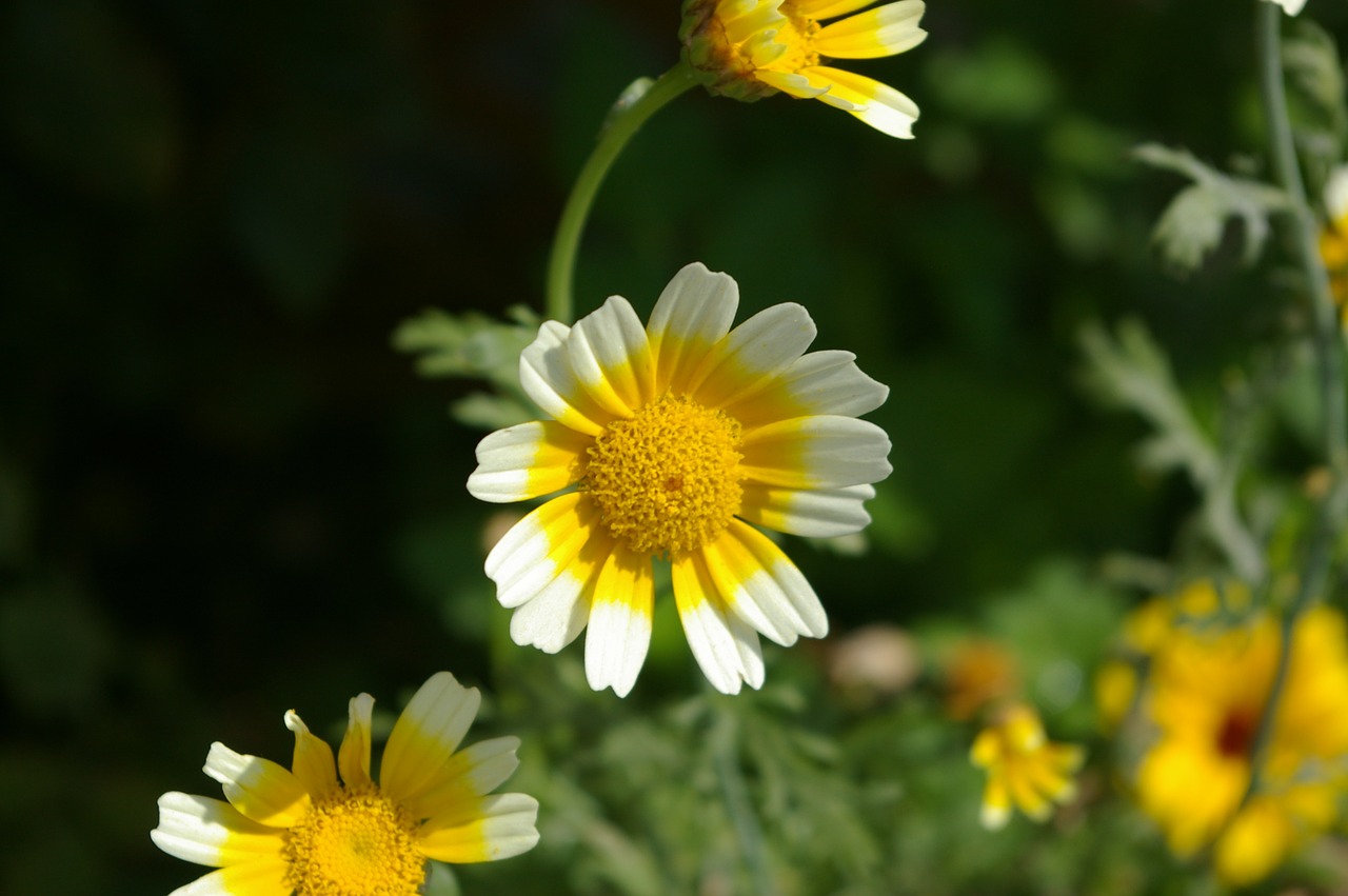 Marguerite, Gėlė, Antspaudas, Vasara, Pieva, Išsamiai, Individualus, Augalas, Geltona, Balta