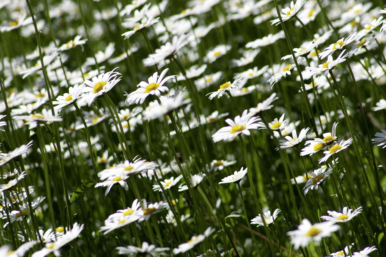 Marguerite, Flora, Gėlė, Gamta, Augalas, Balta, Vasara, Sodas, Daisy, Nemokamos Nuotraukos