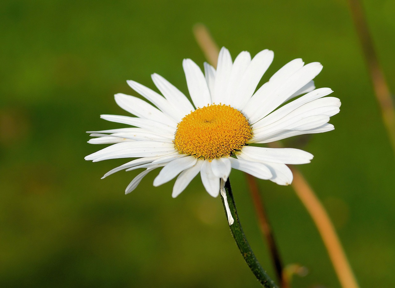 Marguerite, Gėlė, Žiedas, Žydėti, Augalas, Gamta, Žydėti, Laukinė Gėlė, Sodas, Žiedynas