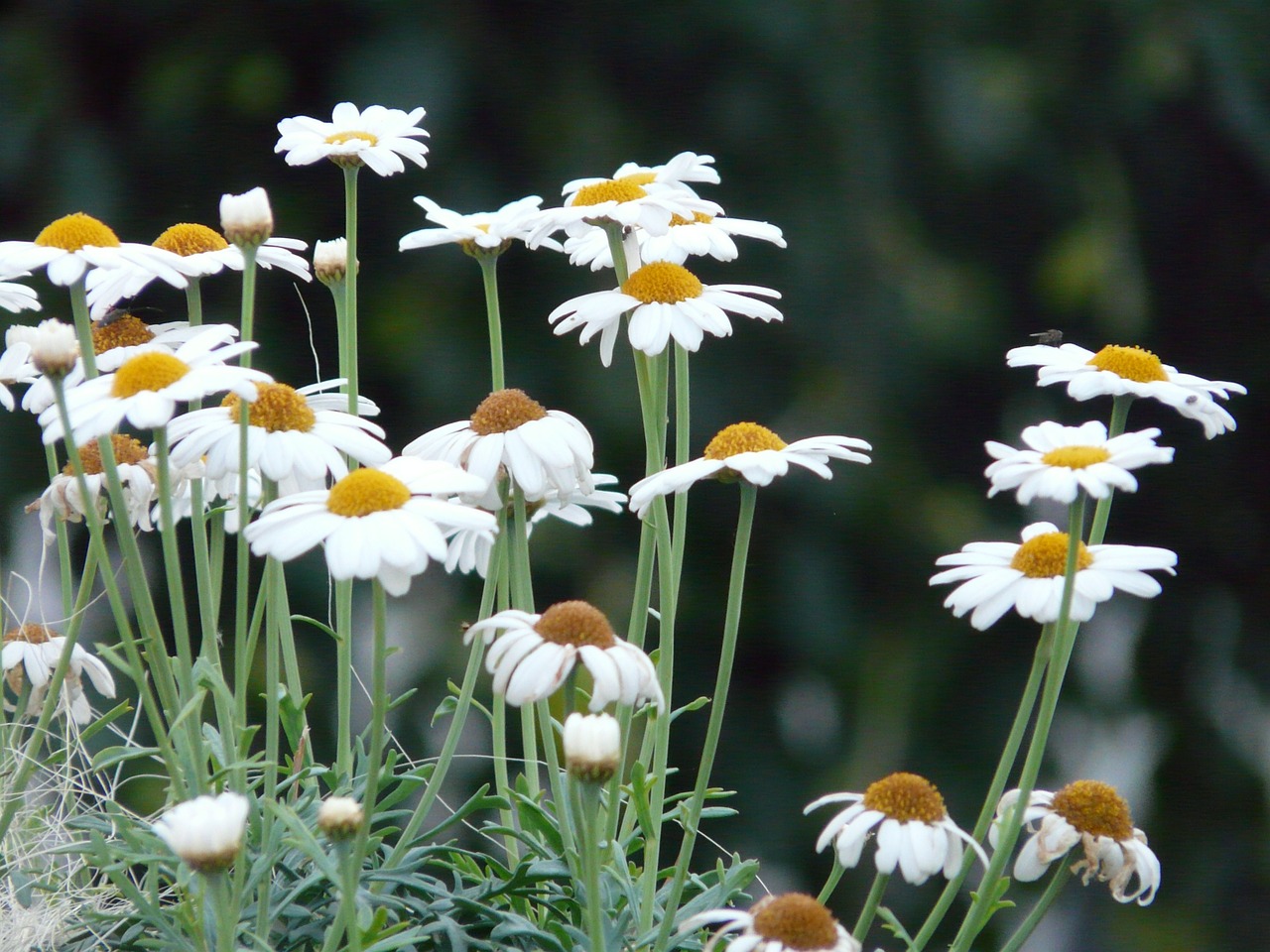 Marguerite, Medžio Daisy, Argyranthemum Frutescens, Dimorphotheca Ecklonis, Leucanthemum, Gėlė, Dekoratyvinis Augalas, Žiedas, Žydėti, Augalas