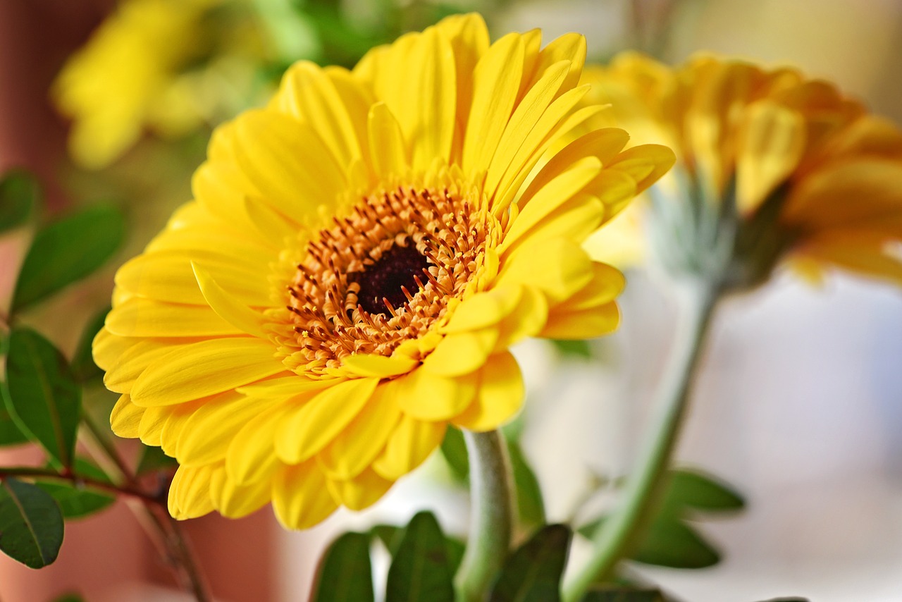 Marguerite, Gėlė, Žiedas, Žydėti, Oranžinė, Geltona, Augalas, Schnittblume, Uždaryti, Nemokamos Nuotraukos