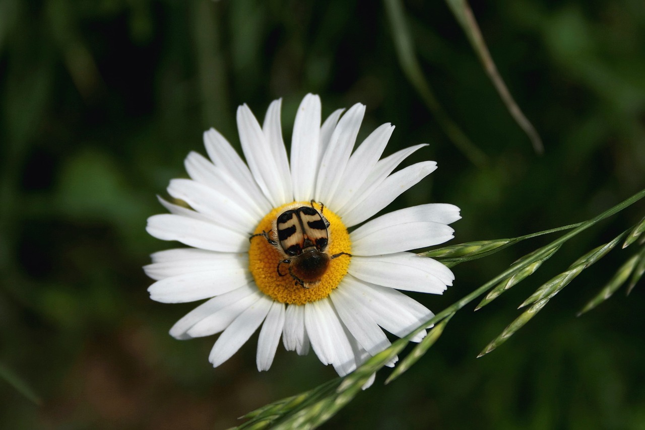 Marguerite,  Gėlė,  Šepečių Vabalas, Nemokamos Nuotraukos,  Nemokama Licenzija