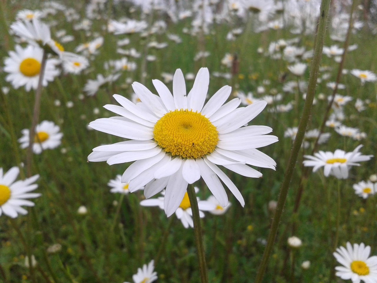 Marguerite, Gėlė, Gamta, Žiedlapis, Žydėjimas, Laukas, Pavasaris, Žolė, Baltos Gėlės, Nemokamos Nuotraukos