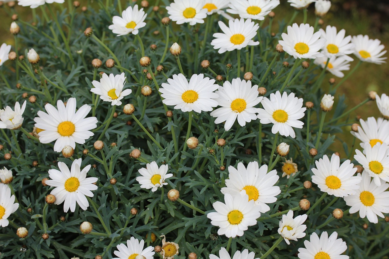 Marguerite Daisy, Daugiametis, Gėlė, Augalas, Žiedlapis, Gėlių, Gamta, Sodas, Balta, Žydėti