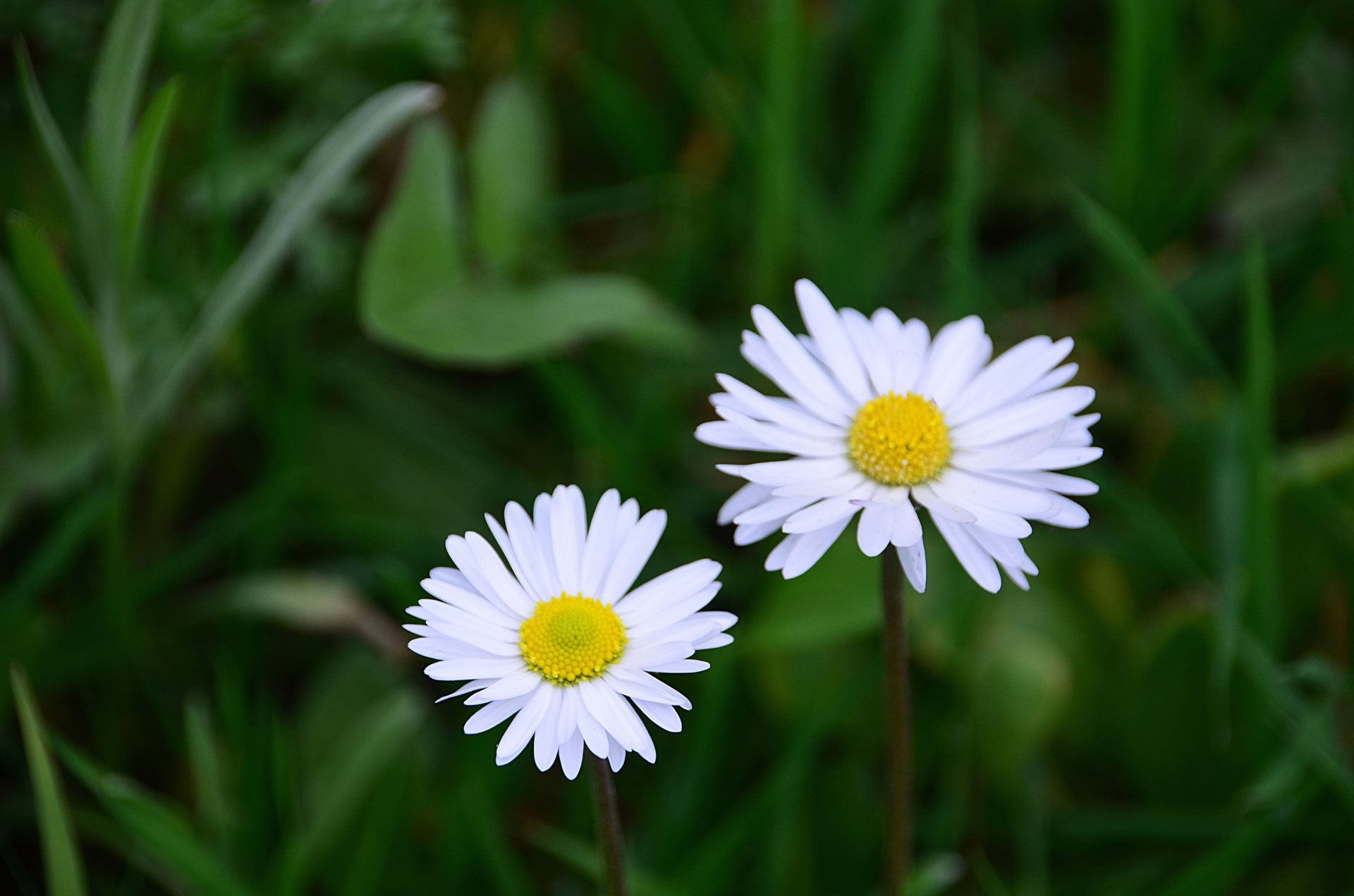 Gėlė,  Daisy,  Flora,  Botanika,  Wildflower,  Žiedlapiai,  Gamta,  Pavasaris,  Žydi,  Balta & Nbsp