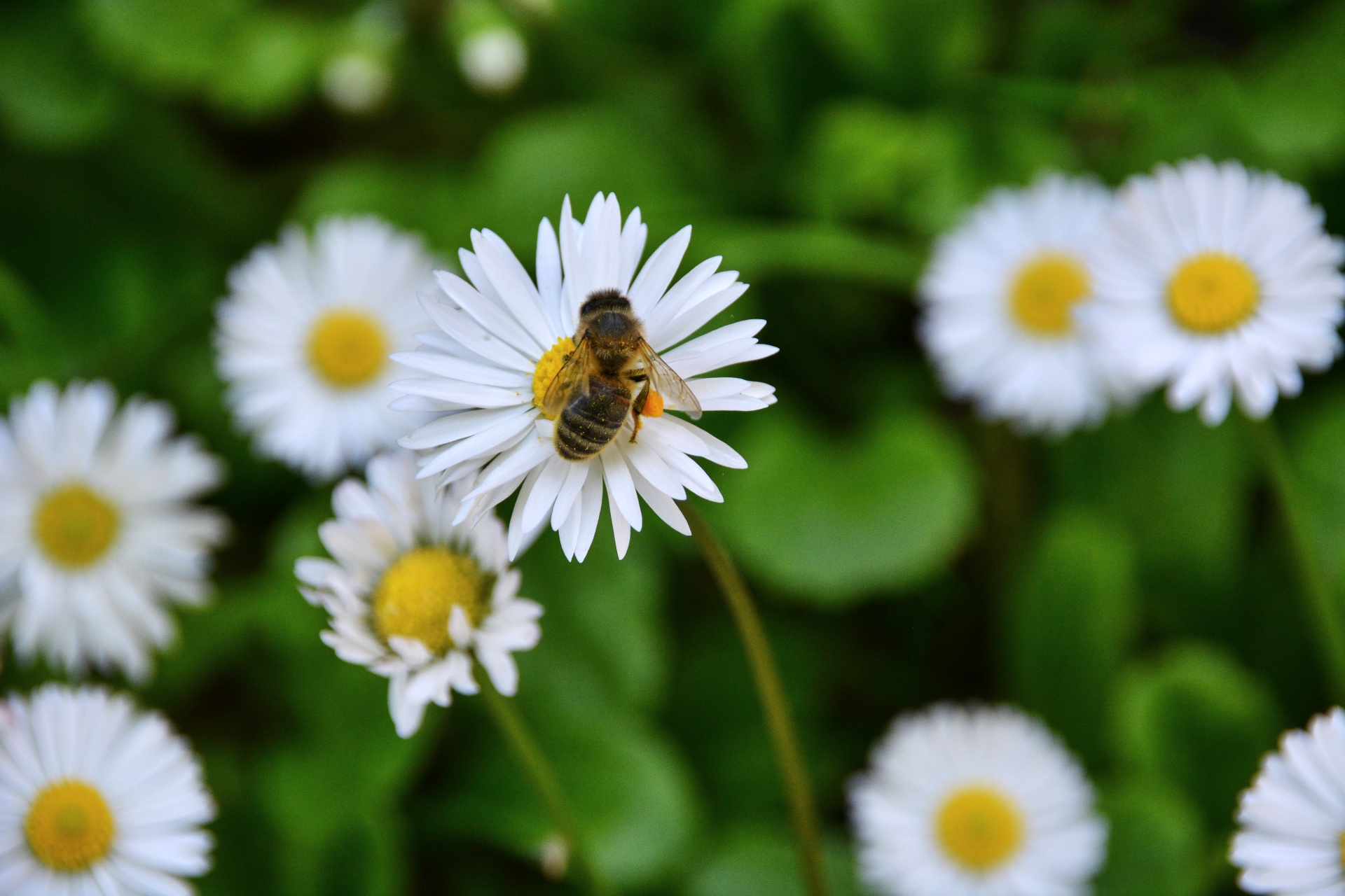 Bičių,  Gėlė,  Flora,  Maitinimas,  Apdulkinimas,  Laukinė Gamta,  Žiedadulkės,  Gamta,  Marguerite Ir Bičių, Nemokamos Nuotraukos