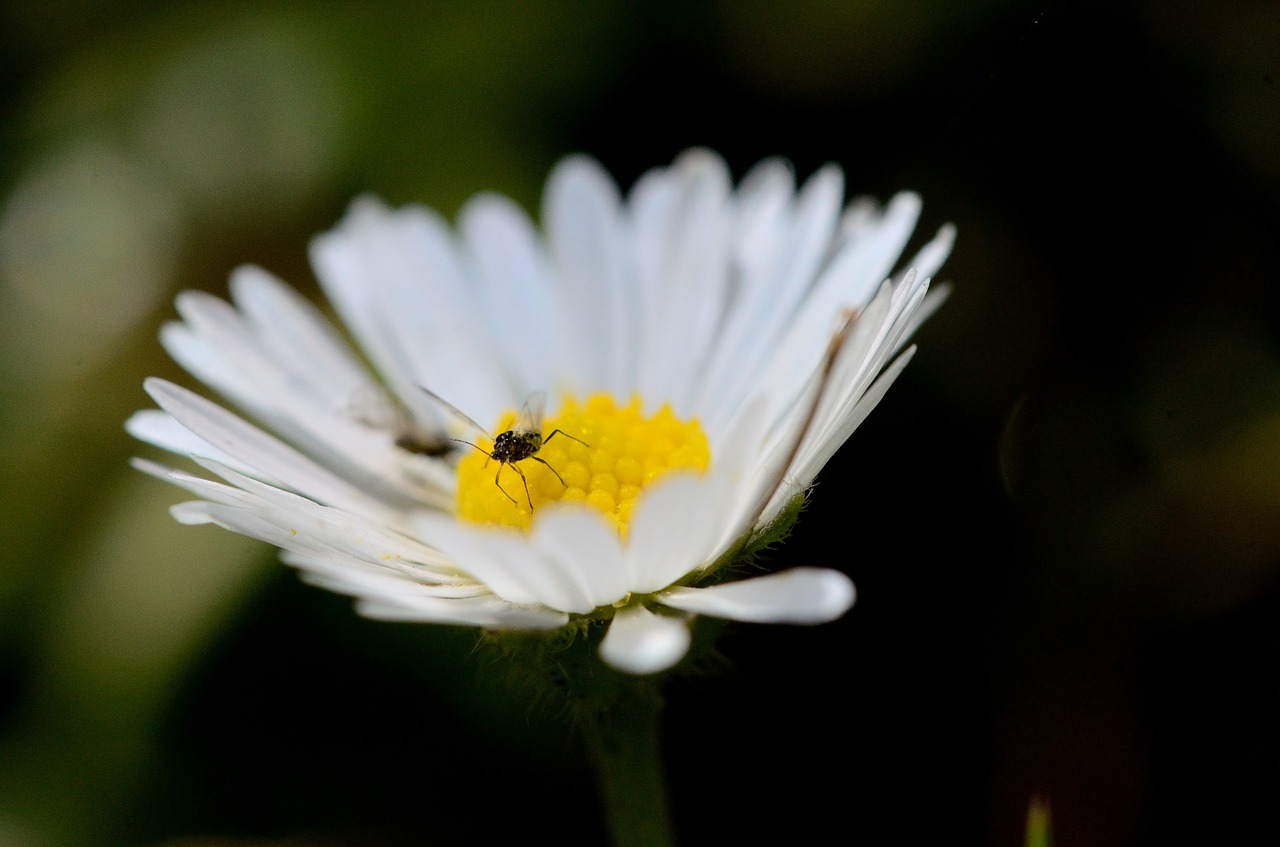 Marguerite Gėlė, Marguerite, Gėlė, Makro, Skristi, Daisy, Žiedlapis, Sodas, Nemokamos Nuotraukos,  Nemokama Licenzija