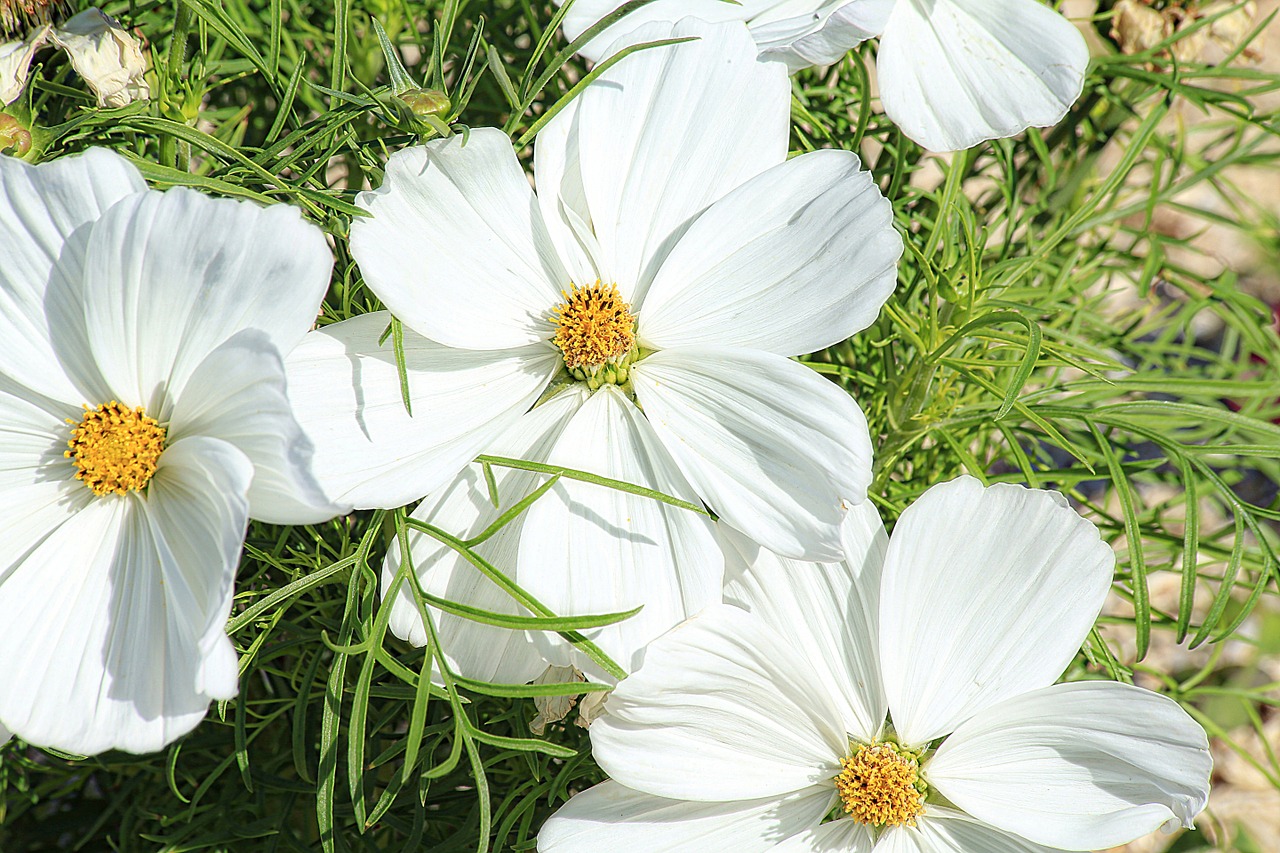 Margueritte, Gėlė, Balta, Žiedlapiai, Makro, Gamta, Nemokamos Nuotraukos,  Nemokama Licenzija