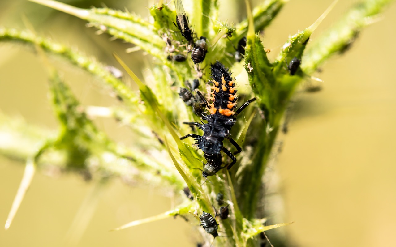 Marienkäfer Larva, Lerva, Boružė, Vabalas, Gamta, Gyvūnas, Vabzdys, Ieškant Maisto, Amarai, Valgyti