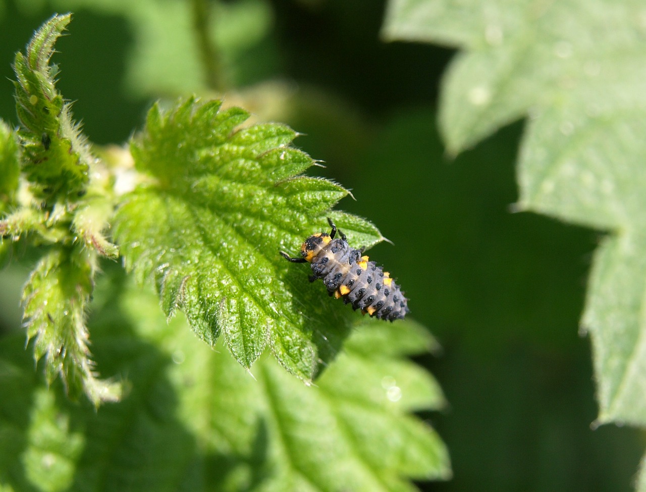 Marienkäfer Larva, Lerva, Vabalas, Boružė, Vabzdys, Gamta, Nemokamos Nuotraukos,  Nemokama Licenzija