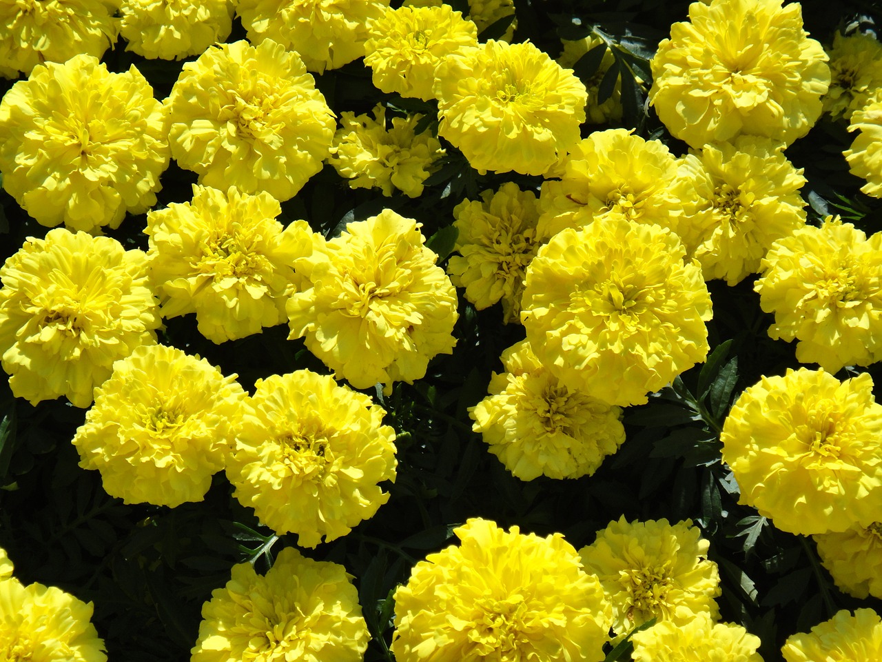 Marigoldas, Didelis, Gėlės, Nemokamos Nuotraukos,  Nemokama Licenzija