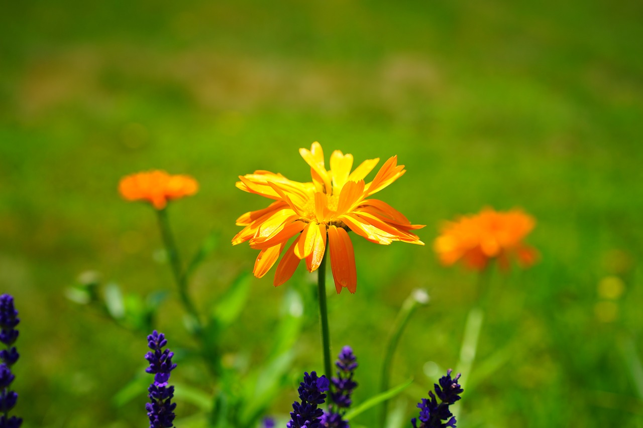 Marigoldas, Gėlė, Žiedas, Žydėti, Oranžinė, Calendula Officinalis, Sodininkystė, Kompozitai, Asteraceae, Natūropatas