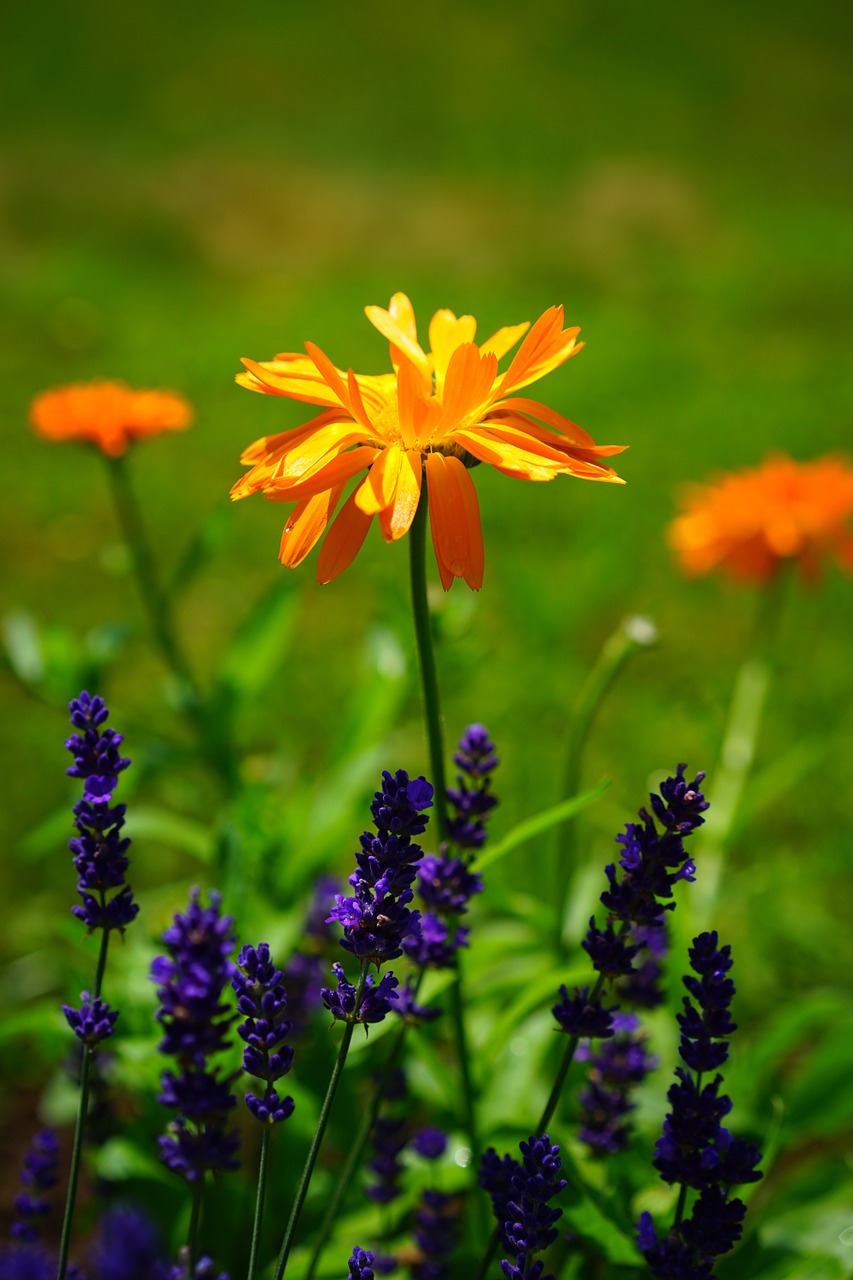 Marigoldas, Gėlės, Oranžinė, Calendula Officinalis, Sodininkystė, Kompozitai, Asteraceae, Natūropatas, Kalendra, Vasaros Gėlė