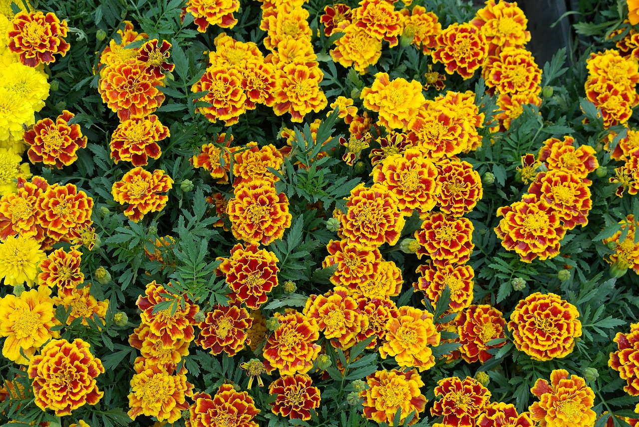 Marigoldas, Gėlė, Pavasaris, Geltona, Nemokamos Nuotraukos,  Nemokama Licenzija